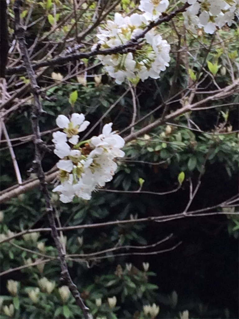 f:id:kyoro99:20160404091148j:image f:id:kyoro99:20160404091148j:image