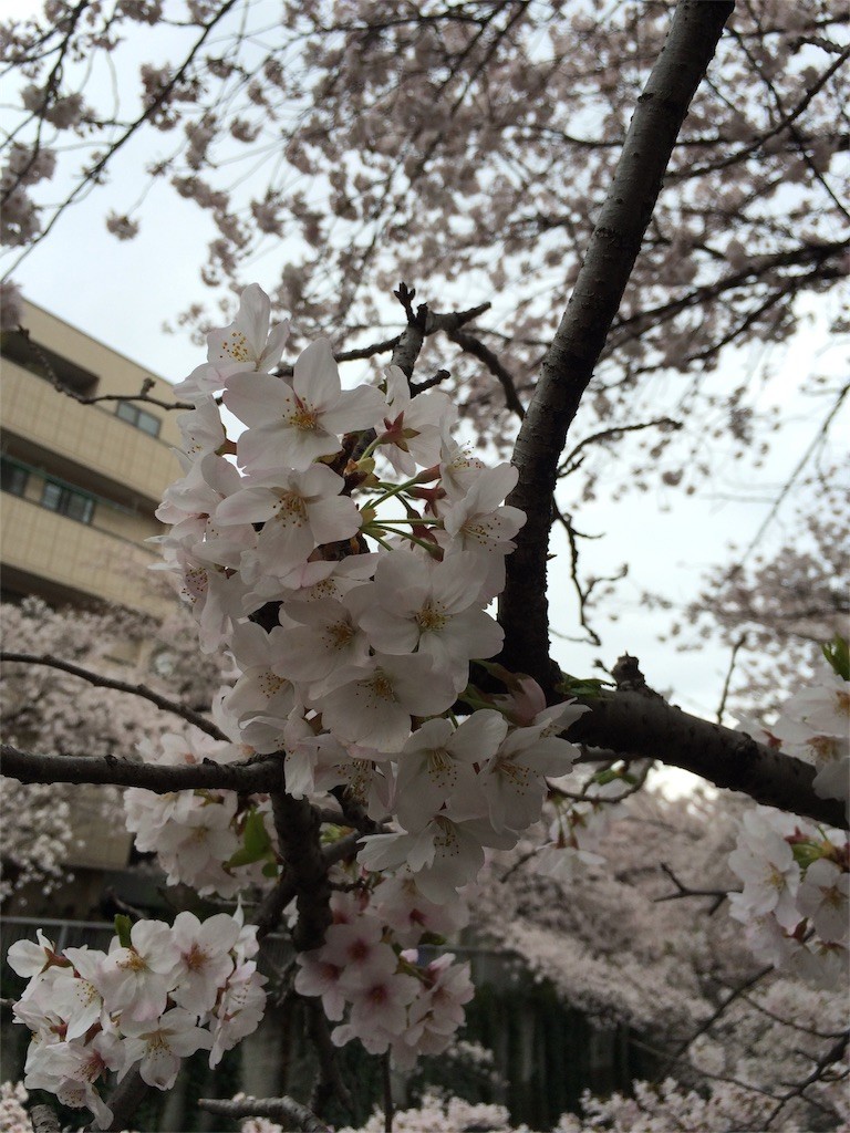 f:id:kyoro99:20160404091418j:image f:id:kyoro99:20160404091418j:image