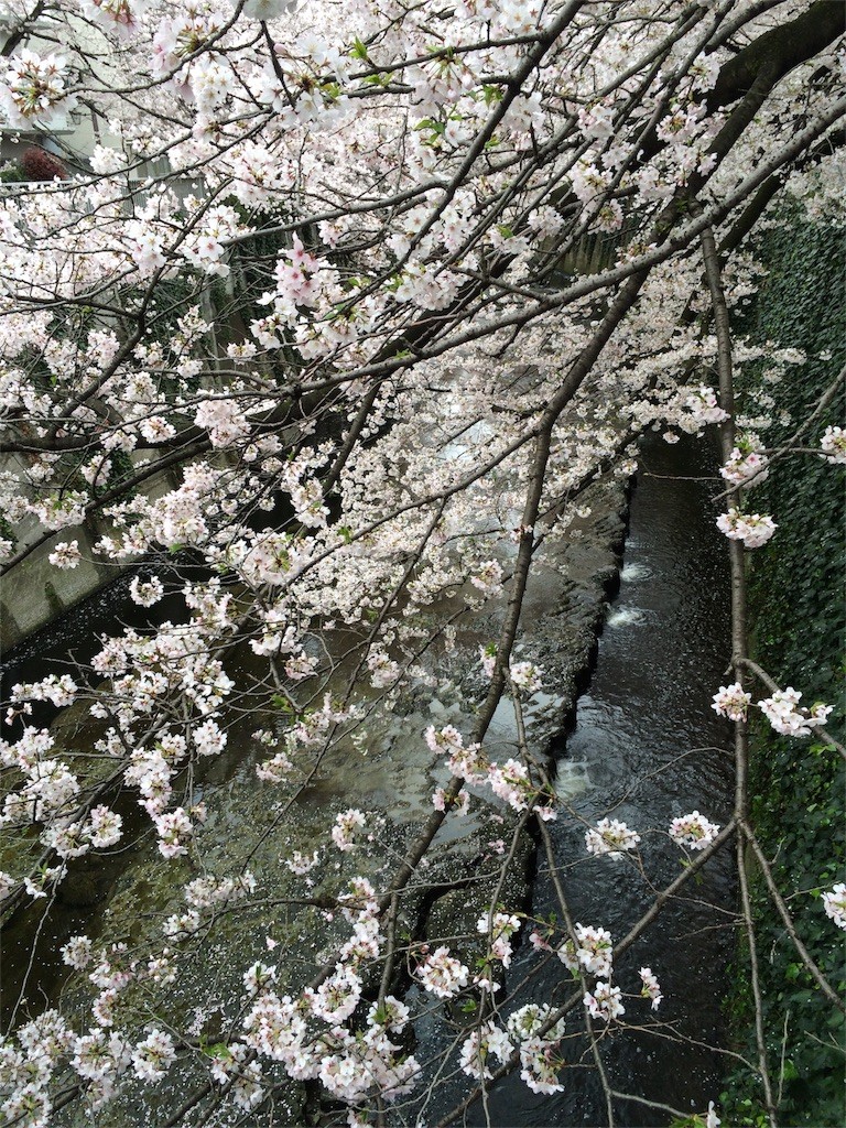 f:id:kyoro99:20160404091430j:image f:id:kyoro99:20160404091430j:image