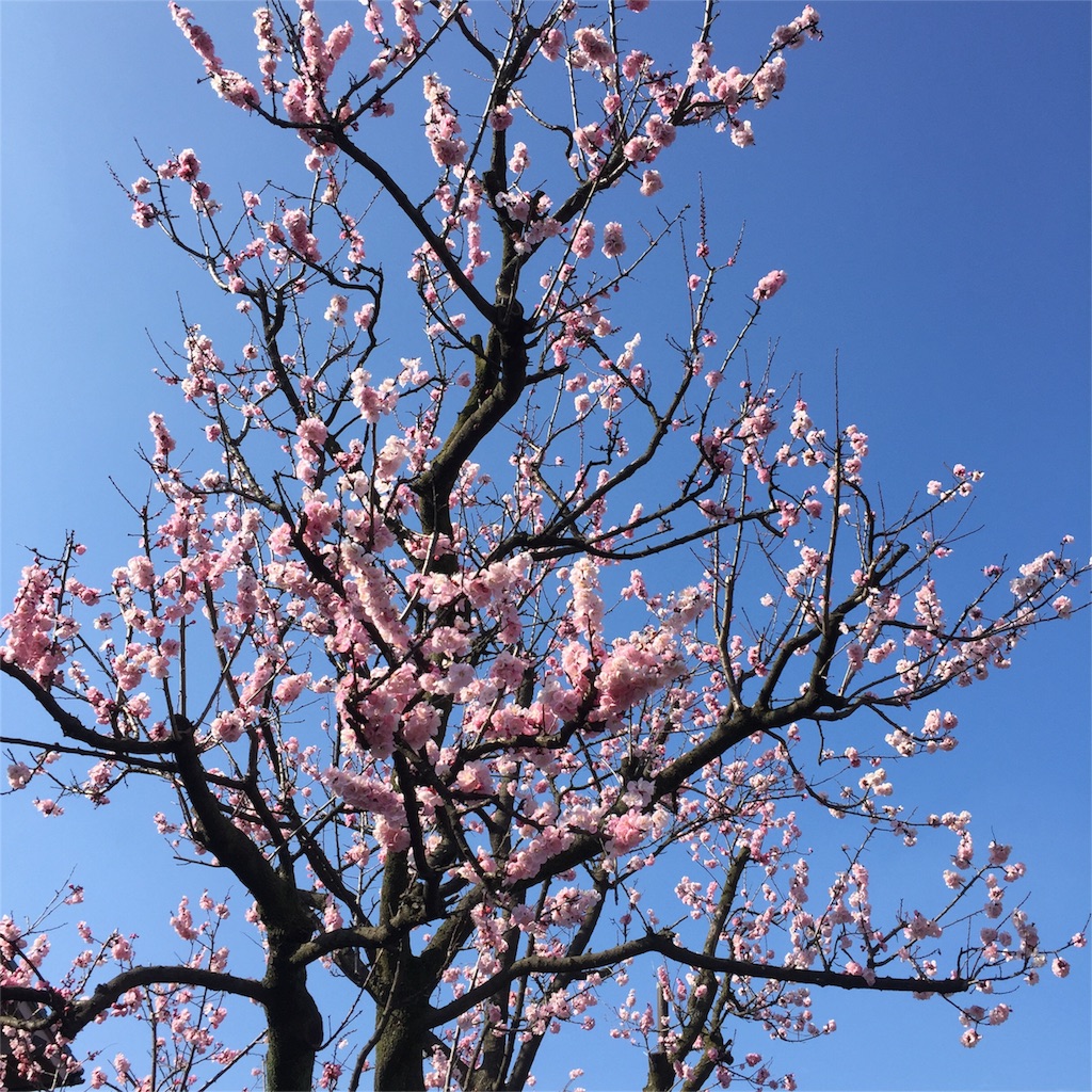f:id:kyou-mo-iihi:20160319190813j:image f:id:kyou-mo-iihi:20160319190813j:image