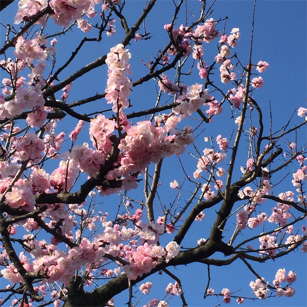 f:id:kyou-mo-iihi:20160319190841j:image f:id:kyou-mo-iihi:20160319190841j:image