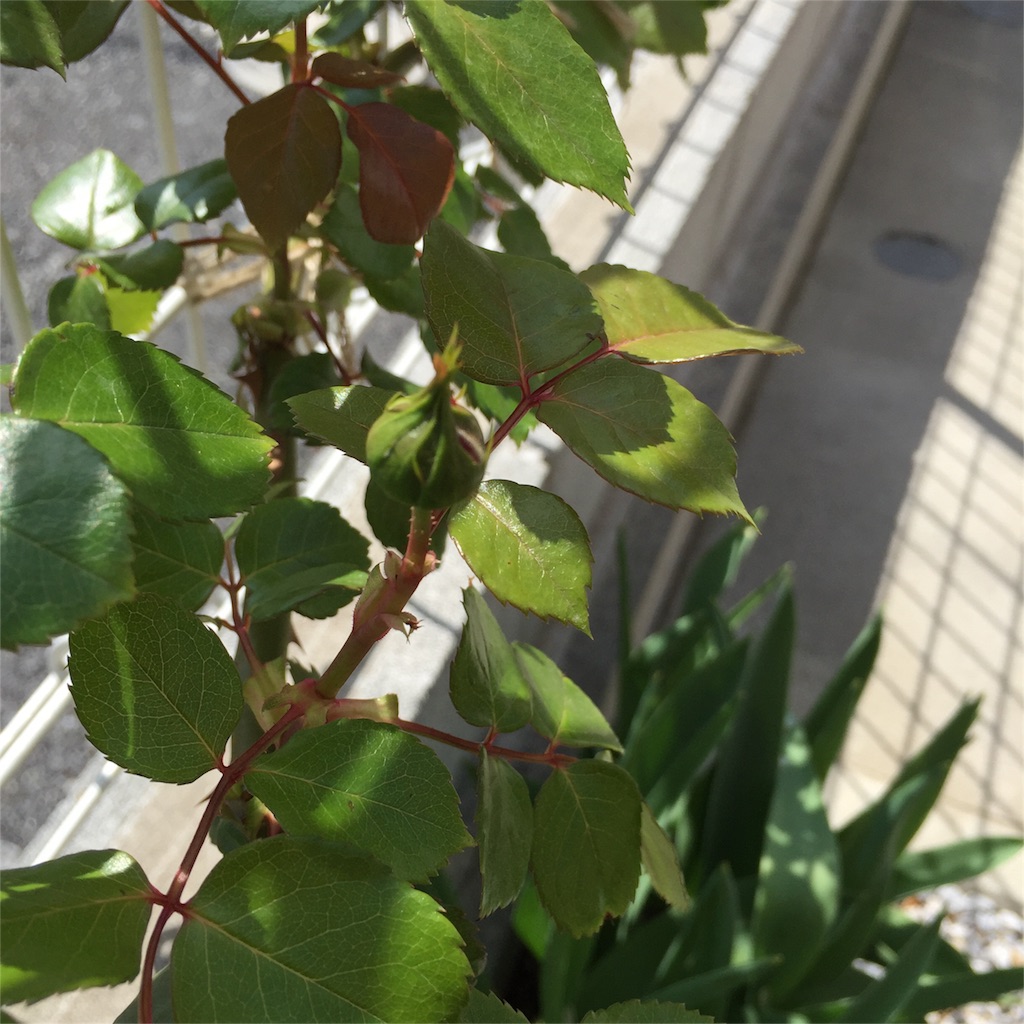 f:id:kyou-mo-iihi:20160422135531j:image f:id:kyou-mo-iihi:20160422135531j:image