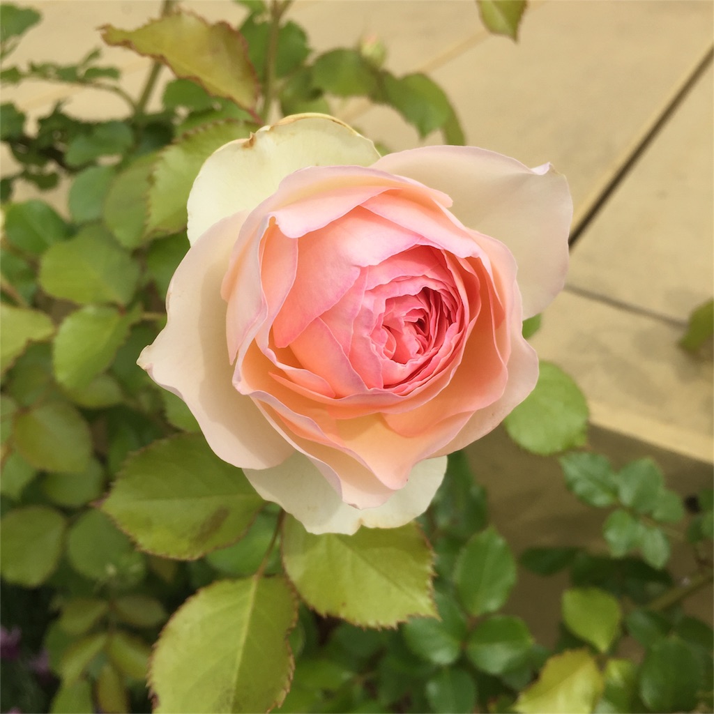 f:id:kyou-mo-iihi:20160509131302j:image f:id:kyou-mo-iihi:20160509131302j:image