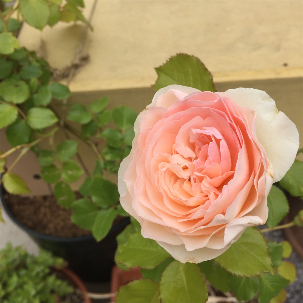 f:id:kyou-mo-iihi:20160509131727j:image f:id:kyou-mo-iihi:20160509131727j:image