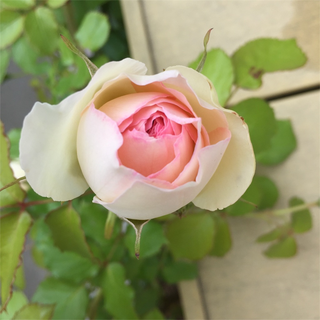 f:id:kyou-mo-iihi:20160509131800j:image f:id:kyou-mo-iihi:20160509131800j:image