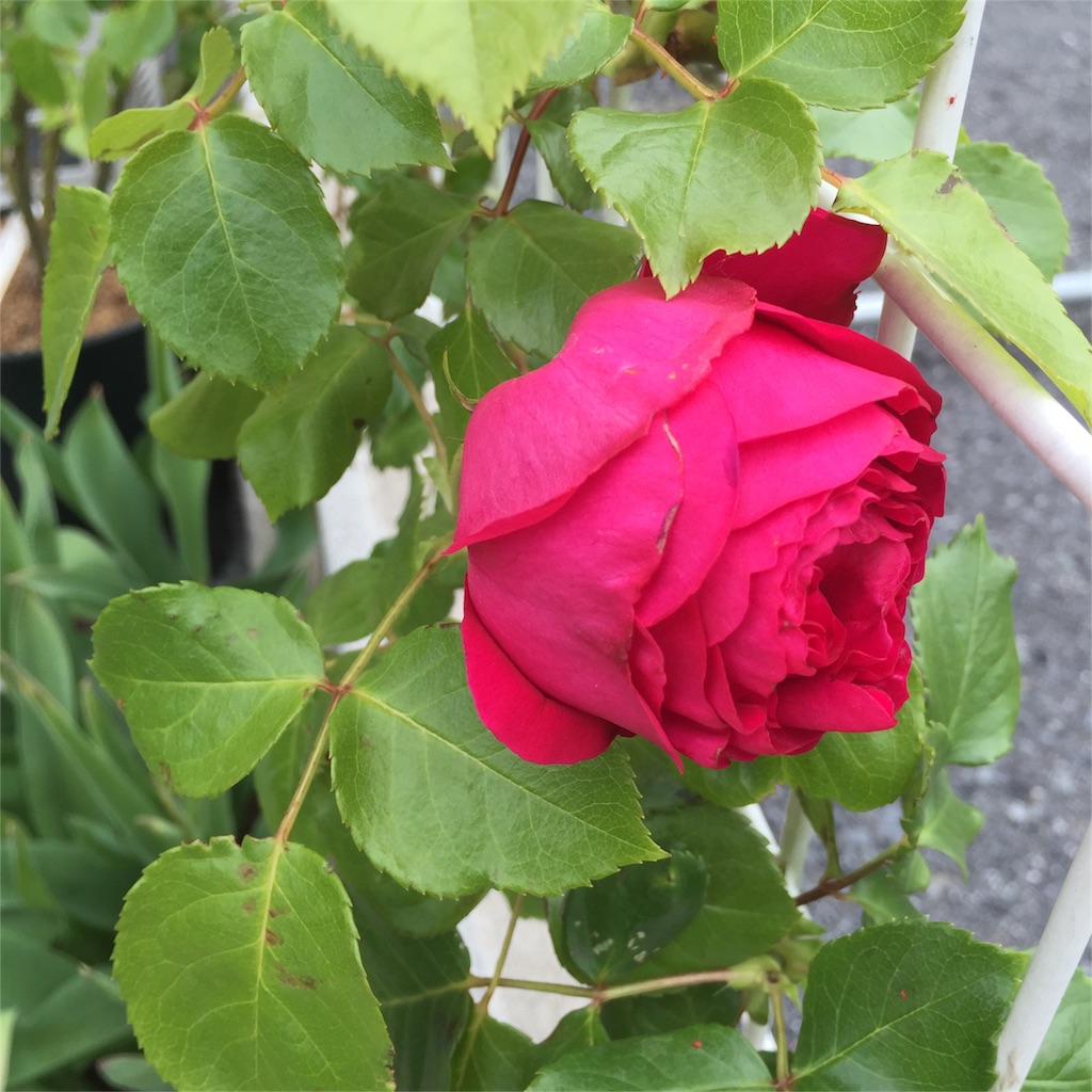 f:id:kyou-mo-iihi:20160509131948j:image f:id:kyou-mo-iihi:20160509131948j:image