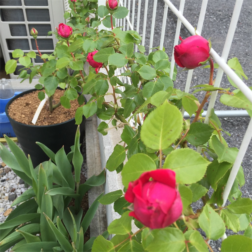 f:id:kyou-mo-iihi:20160509132054j:image f:id:kyou-mo-iihi:20160509132054j:image