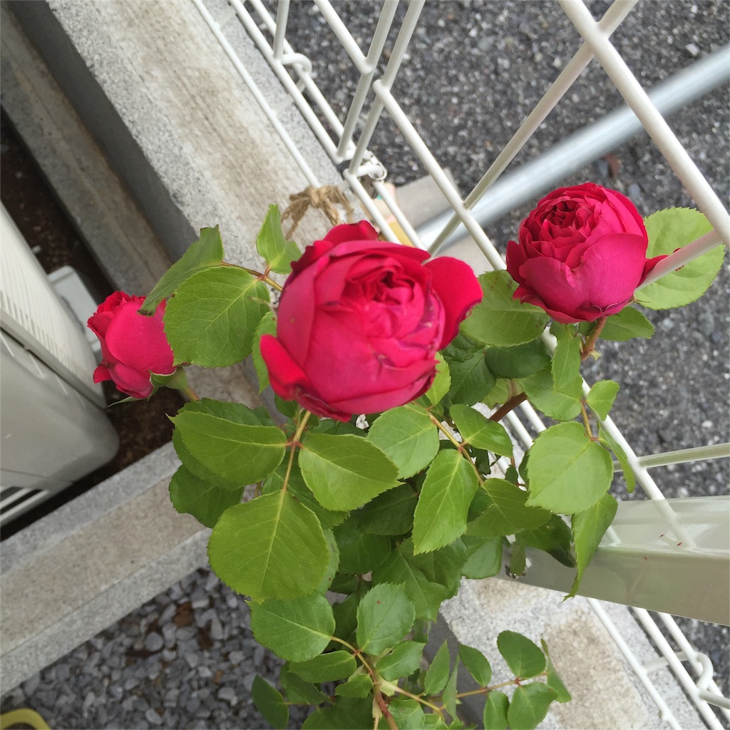 f:id:kyou-mo-iihi:20160509132111j:image f:id:kyou-mo-iihi:20160509132111j:image