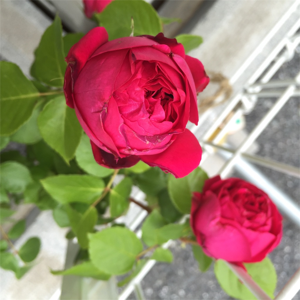 f:id:kyou-mo-iihi:20160509132129j:image f:id:kyou-mo-iihi:20160509132129j:image