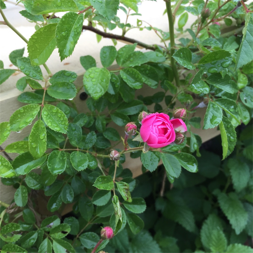 f:id:kyou-mo-iihi:20160510165648j:image f:id:kyou-mo-iihi:20160510165648j:image