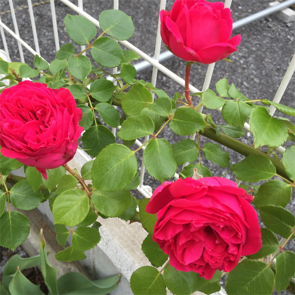 f:id:kyou-mo-iihi:20160511172109j:image f:id:kyou-mo-iihi:20160511172109j:image
