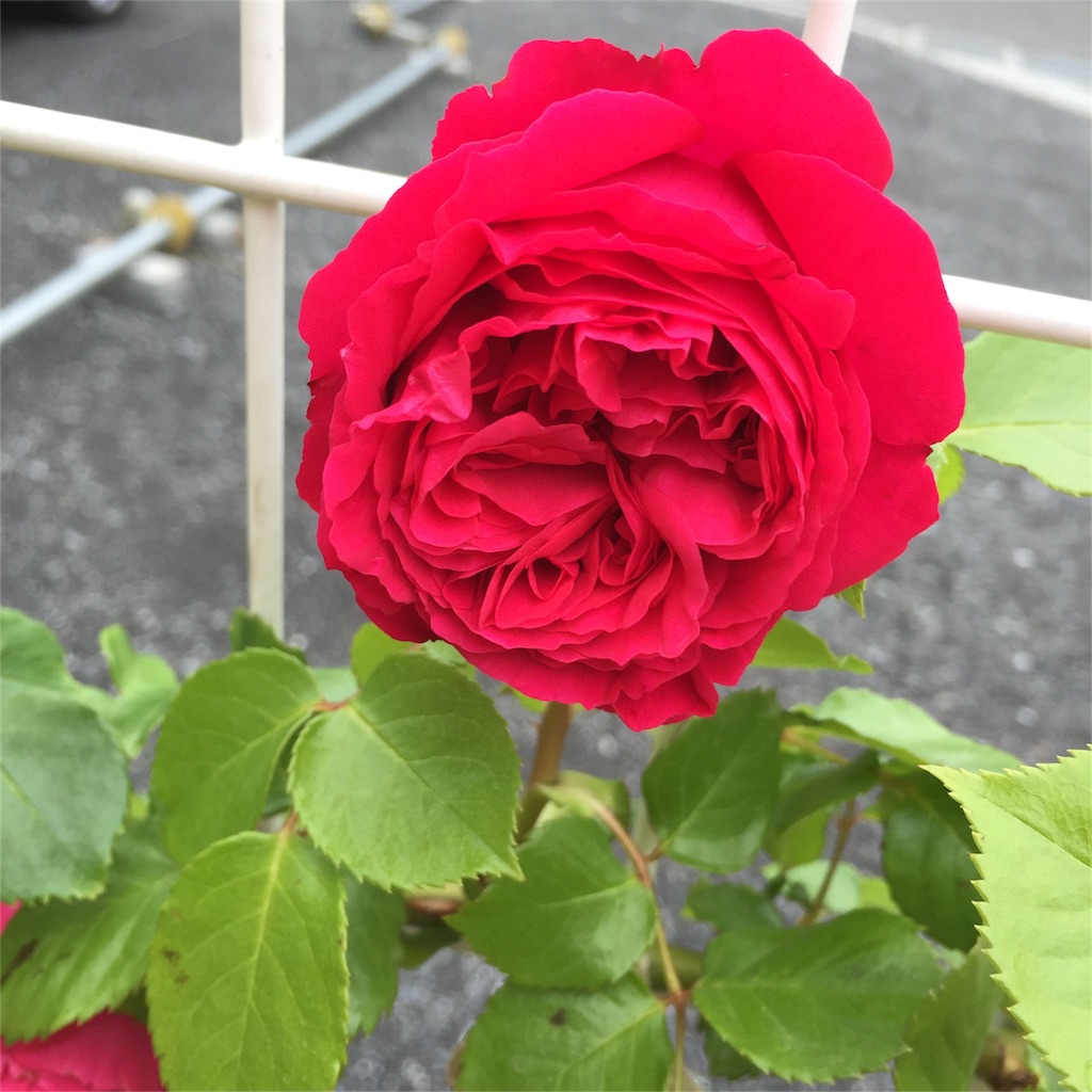 f:id:kyou-mo-iihi:20160511172218j:image f:id:kyou-mo-iihi:20160511172218j:image
