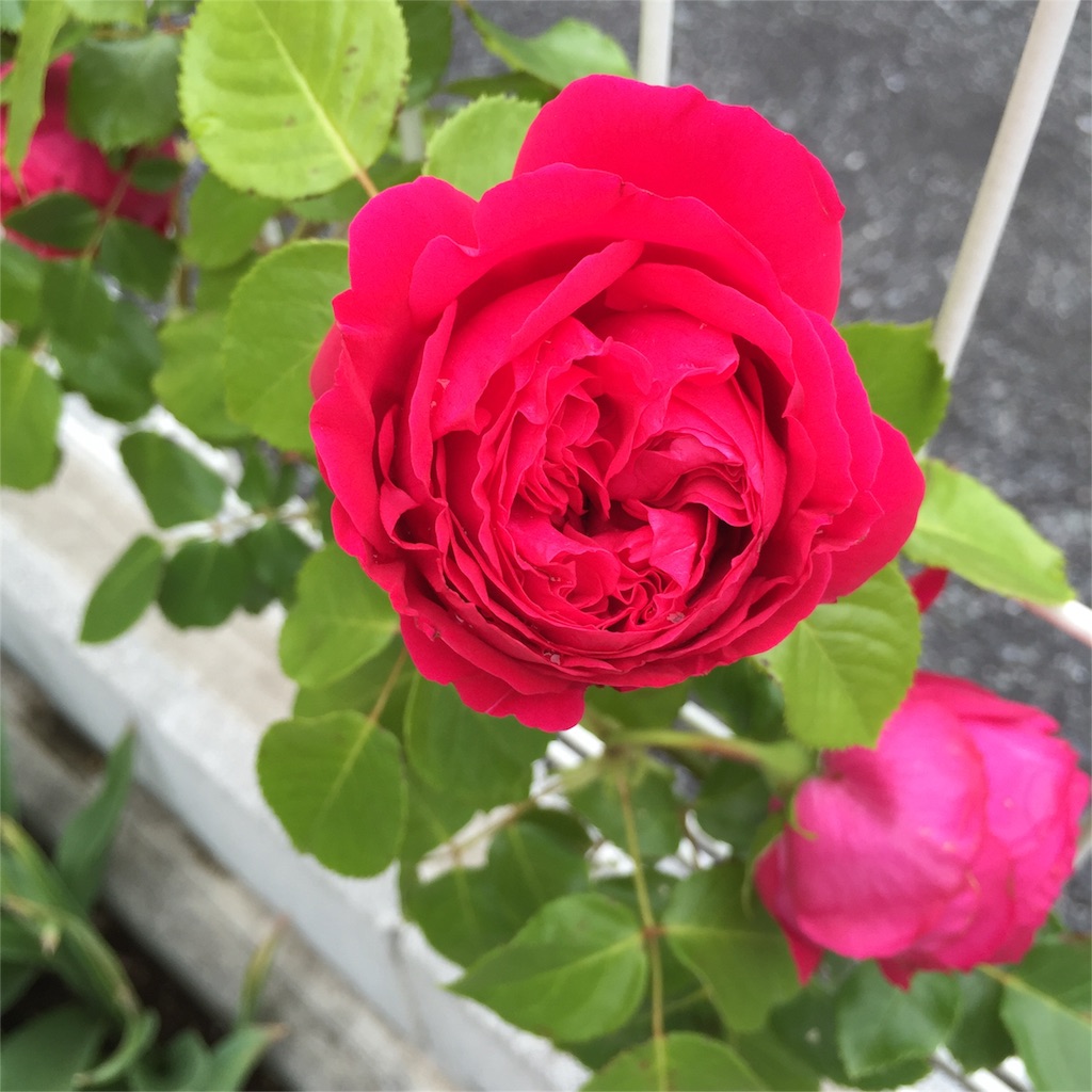 f:id:kyou-mo-iihi:20160511172228j:image f:id:kyou-mo-iihi:20160511172228j:image