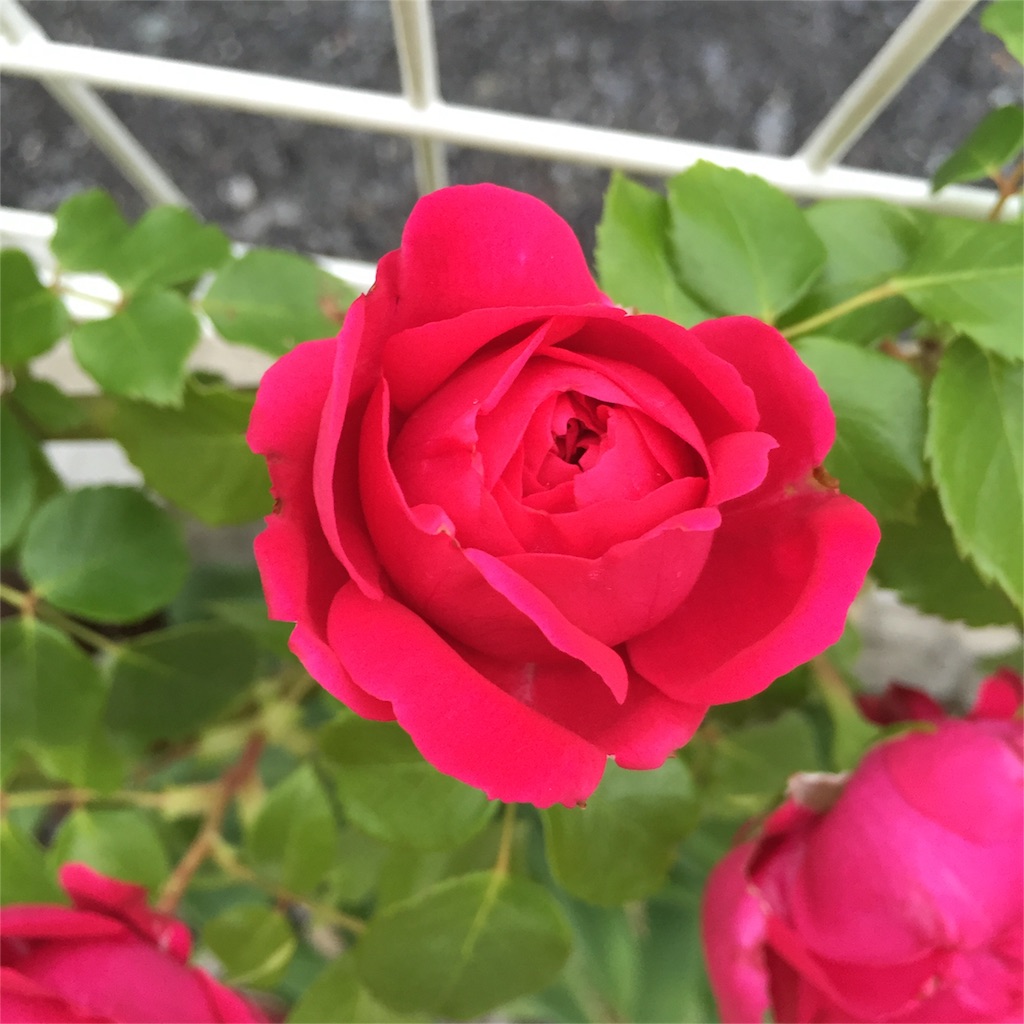 f:id:kyou-mo-iihi:20160512133412j:image f:id:kyou-mo-iihi:20160512133412j:image