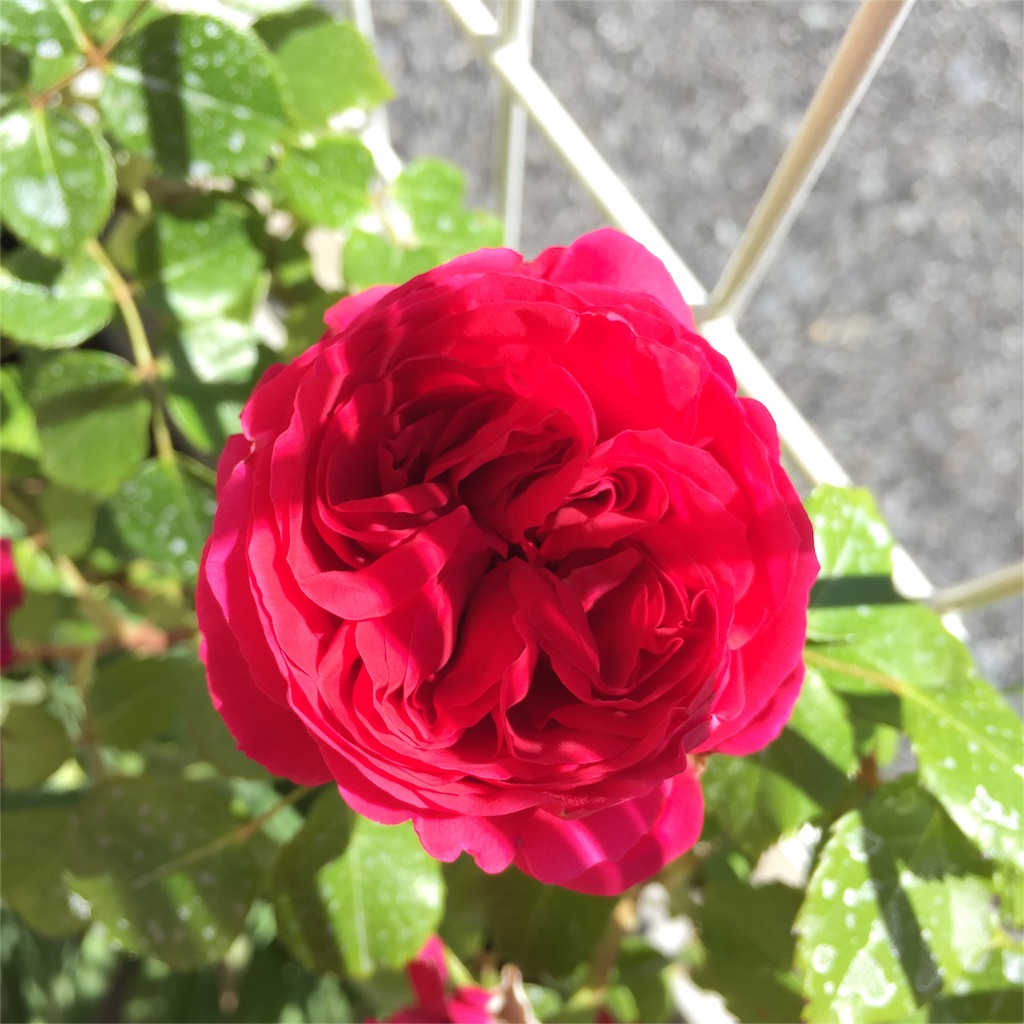 f:id:kyou-mo-iihi:20160512133533j:image f:id:kyou-mo-iihi:20160512133533j:image