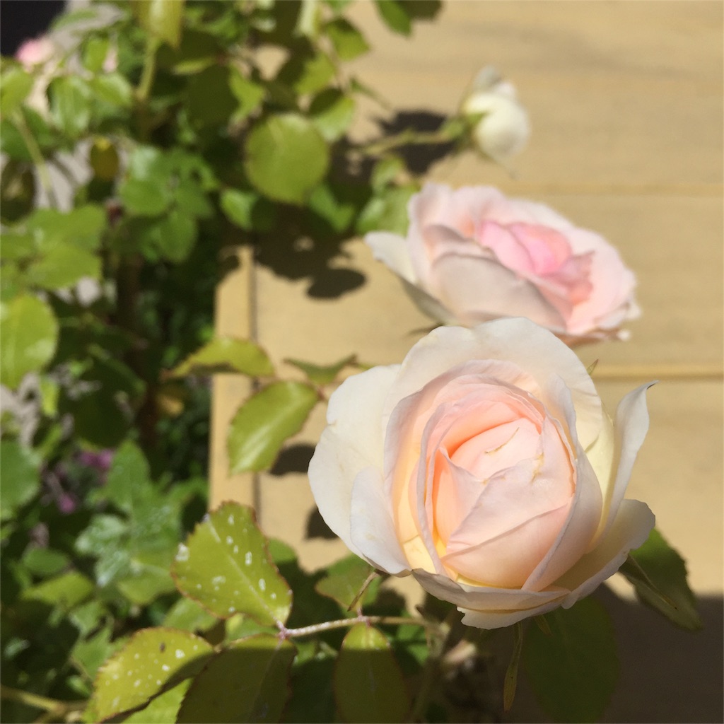 f:id:kyou-mo-iihi:20160512133918j:image f:id:kyou-mo-iihi:20160512133918j:image