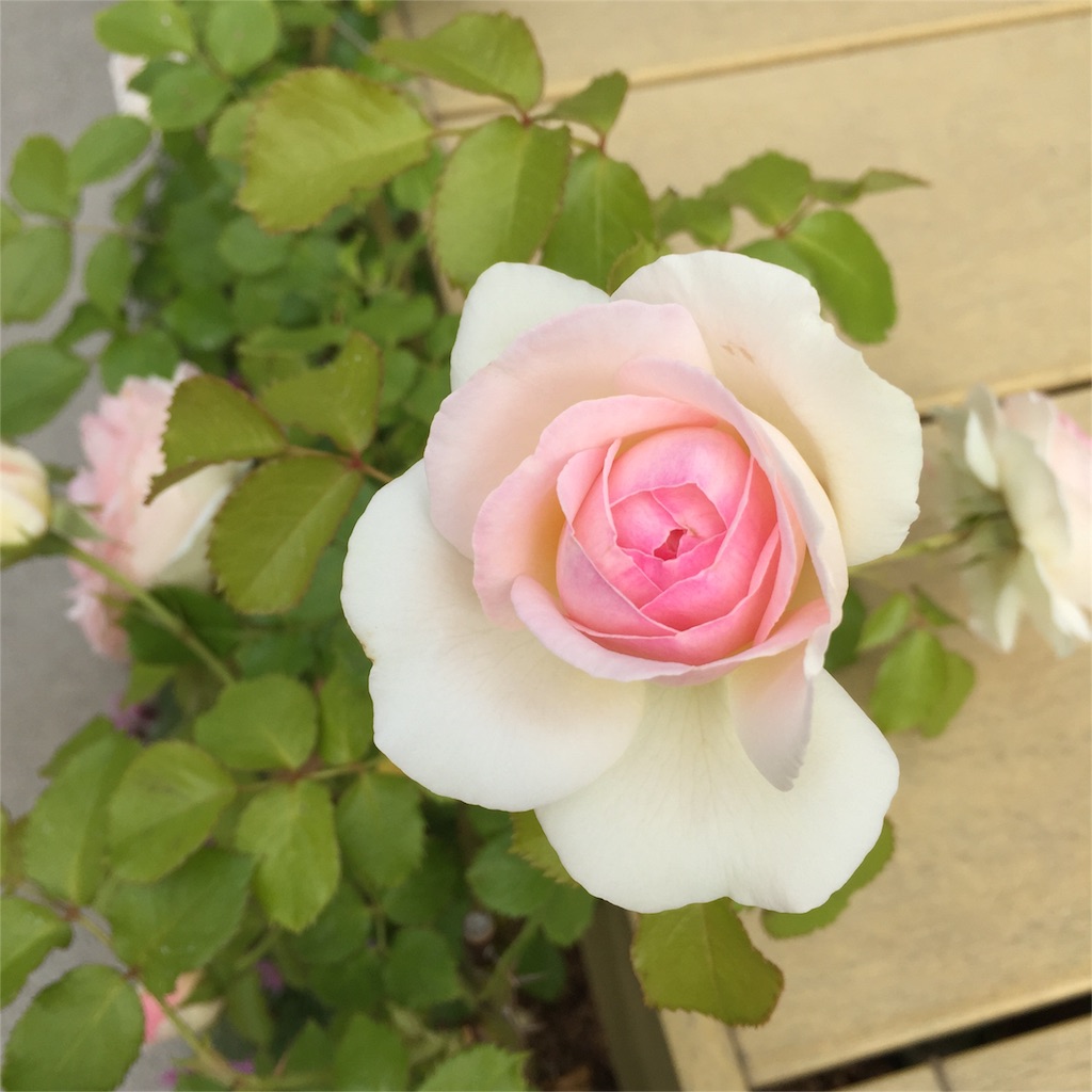 f:id:kyou-mo-iihi:20160515103139j:image f:id:kyou-mo-iihi:20160515103139j:image