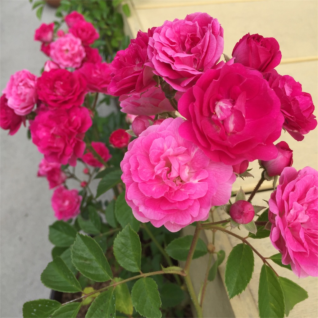 f:id:kyou-mo-iihi:20160515103308j:image f:id:kyou-mo-iihi:20160515103308j:image