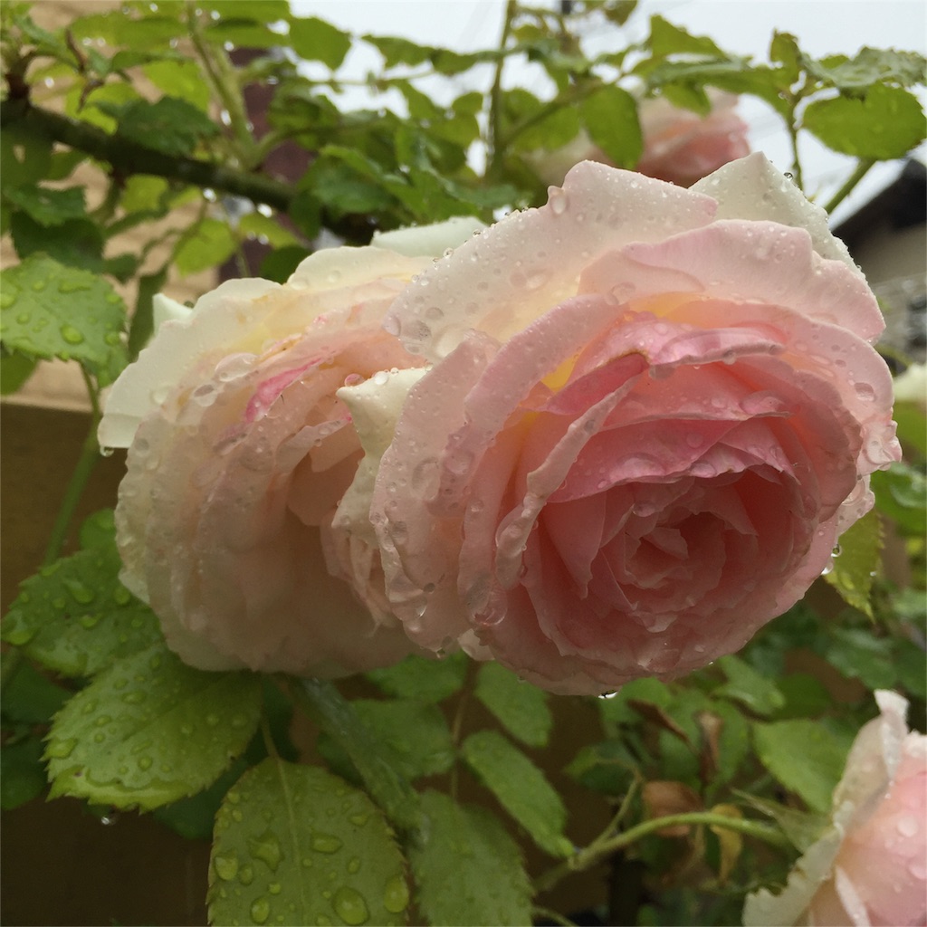 f:id:kyou-mo-iihi:20160517111854j:image f:id:kyou-mo-iihi:20160517111854j:image