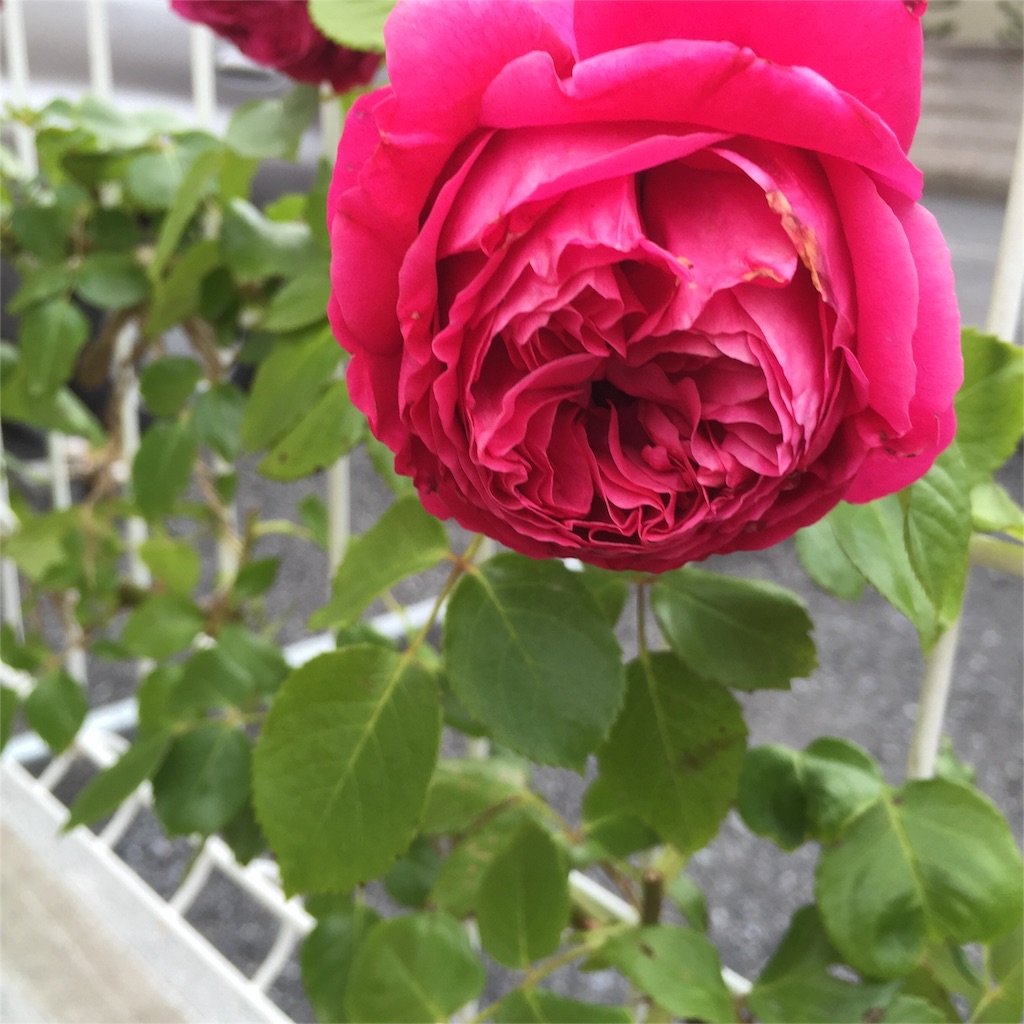 f:id:kyou-mo-iihi:20160520092131j:image f:id:kyou-mo-iihi:20160520092131j:image
