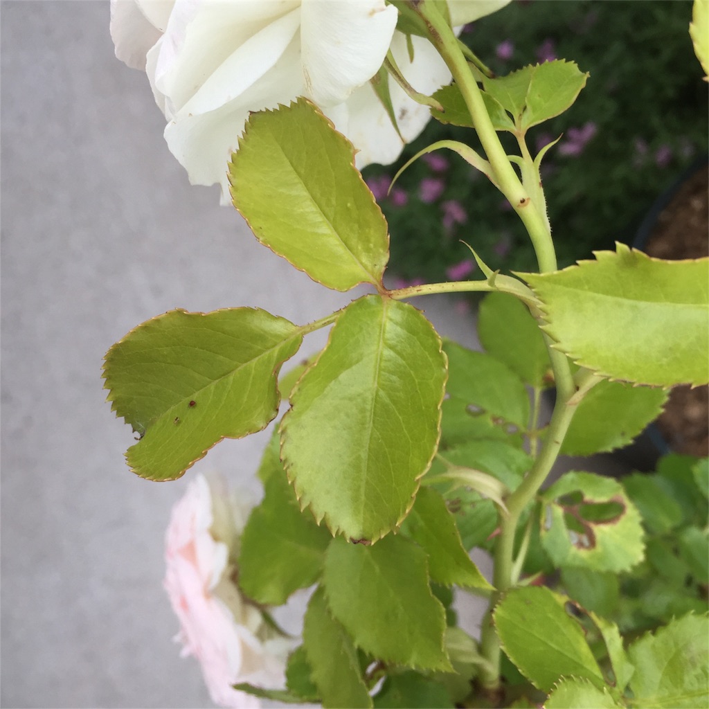 f:id:kyou-mo-iihi:20160520093353j:image f:id:kyou-mo-iihi:20160520093353j:image