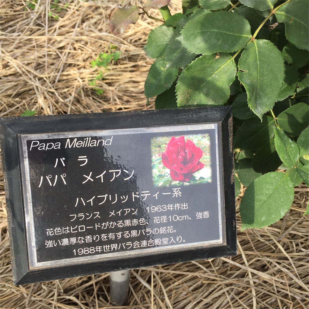 f:id:kyou-mo-iihi:20160521110821j:image f:id:kyou-mo-iihi:20160521110821j:image