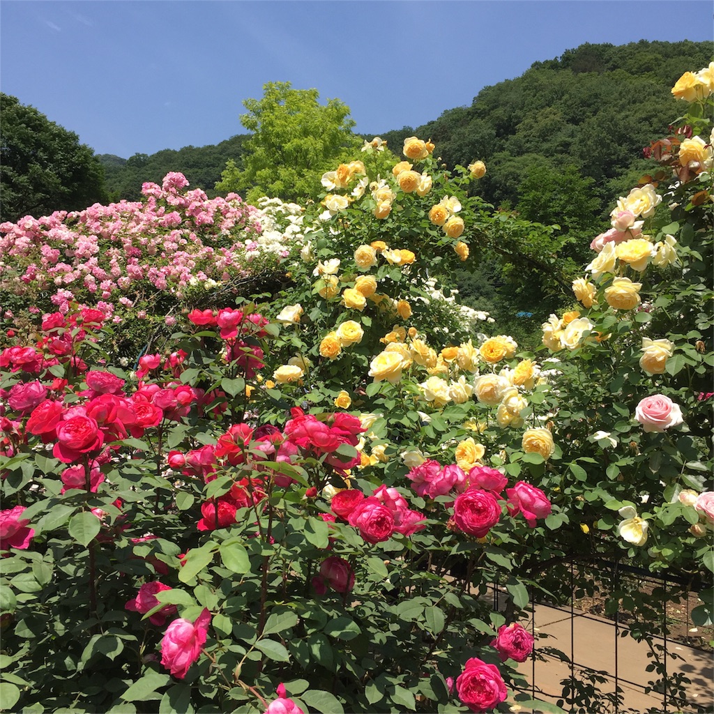 f:id:kyou-mo-iihi:20160530160958j:image f:id:kyou-mo-iihi:20160530160958j:image