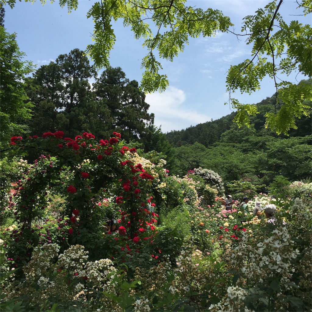 f:id:kyou-mo-iihi:20160530162211j:image f:id:kyou-mo-iihi:20160530162211j:image