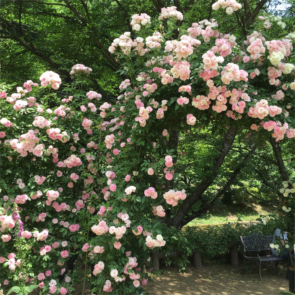 f:id:kyou-mo-iihi:20160530162307j:image f:id:kyou-mo-iihi:20160530162307j:image