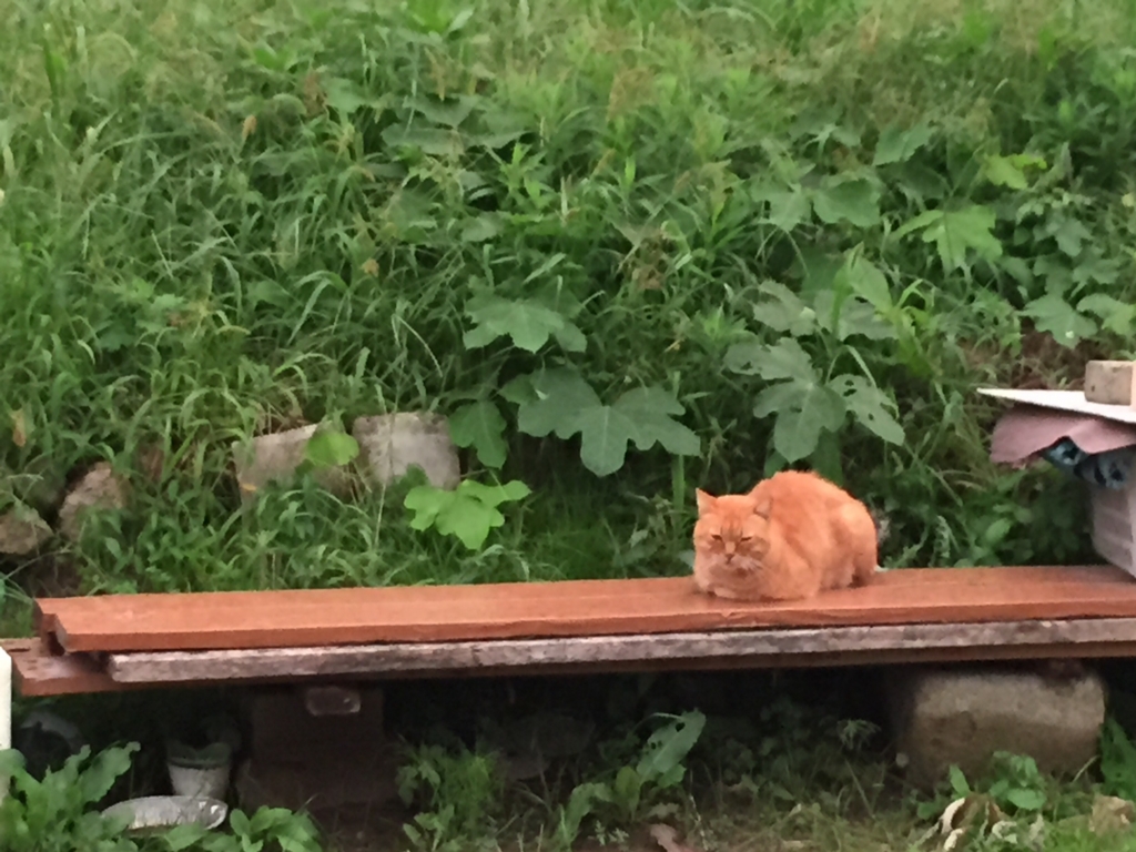 f:id:lachesis6419:20150925214542j:plain f:id:lachesis6419:20150925214542j:plain
