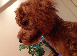 f:id:lalala11:20130720192448j:plain f:id:lalala11:20130720192448j:plain