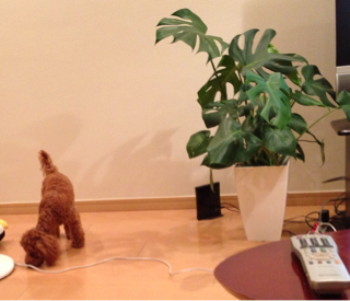 f:id:lalala11:20130721004409j:plain f:id:lalala11:20130721004409j:plain