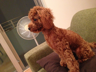 f:id:lalala11:20130723220247j:plain f:id:lalala11:20130723220247j:plain