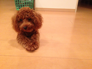 f:id:lalala11:20130727195832j:plain f:id:lalala11:20130727195832j:plain