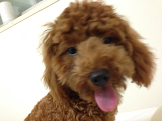 f:id:lalala11:20130808185427j:plain f:id:lalala11:20130808185427j:plain