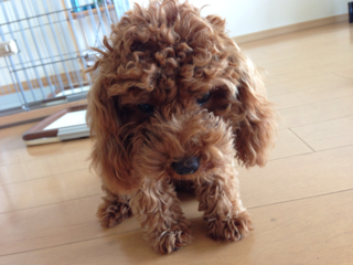 f:id:lalala11:20130814192626j:plain f:id:lalala11:20130814192626j:plain