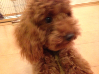 f:id:lalala11:20130818230644j:plain f:id:lalala11:20130818230644j:plain