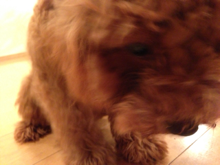 f:id:lalala11:20130823205230j:plain f:id:lalala11:20130823205230j:plain