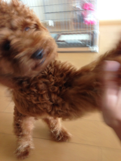 f:id:lalala11:20130906205736j:plain f:id:lalala11:20130906205736j:plain