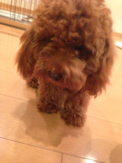 f:id:lalala11:20130908010843j:plain f:id:lalala11:20130908010843j:plain