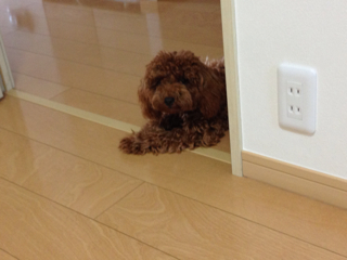 f:id:lalala11:20130912112452j:plain f:id:lalala11:20130912112452j:plain