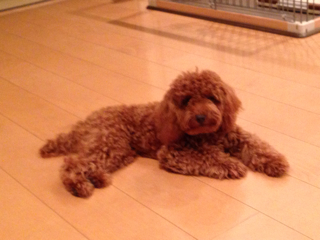 f:id:lalala11:20130915130527j:plain f:id:lalala11:20130915130527j:plain