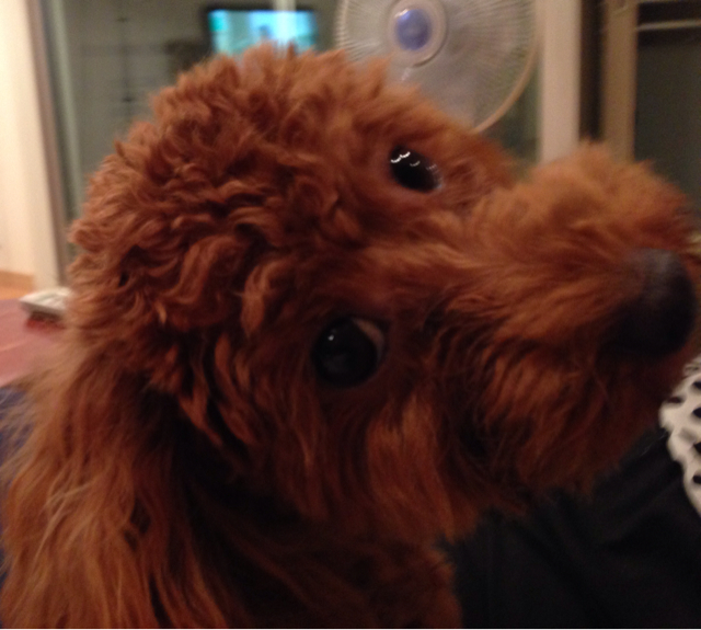f:id:lalala11:20130921213415j:plain f:id:lalala11:20130921213415j:plain
