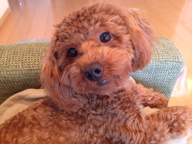f:id:lalala11:20130923232220j:plain f:id:lalala11:20130923232220j:plain