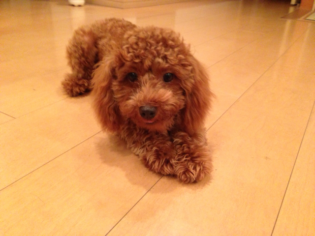 f:id:lalala11:20130924213052j:plain f:id:lalala11:20130924213052j:plain
