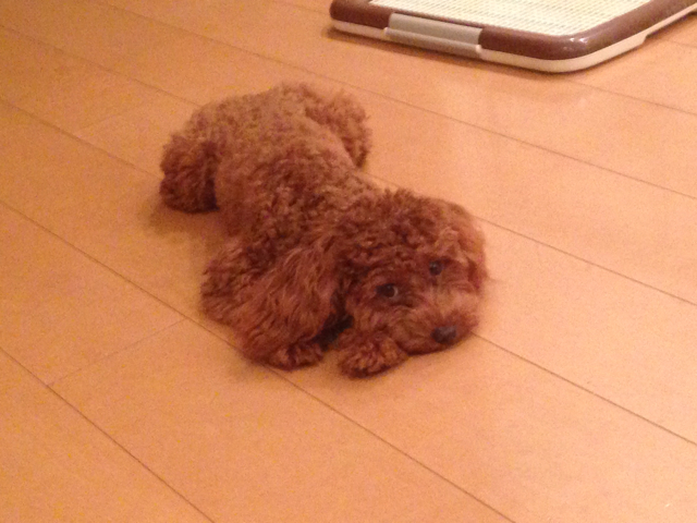 f:id:lalala11:20131022203943j:plain f:id:lalala11:20131022203943j:plain