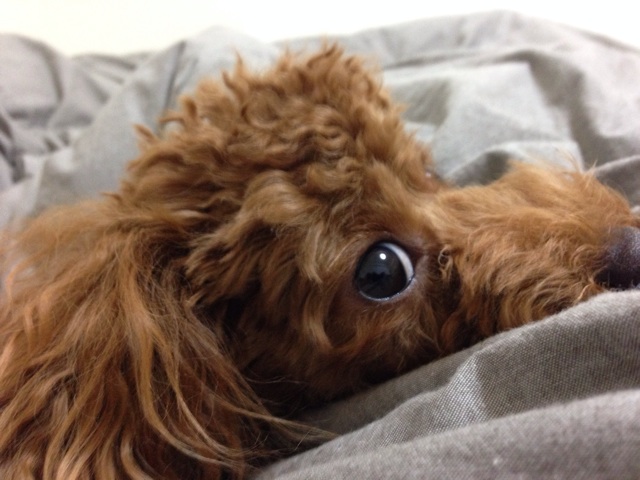 f:id:lalala11:20131116222904j:plain f:id:lalala11:20131116222904j:plain