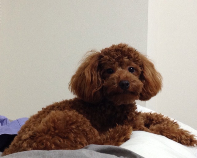 f:id:lalala11:20131120223556j:plain f:id:lalala11:20131120223556j:plain