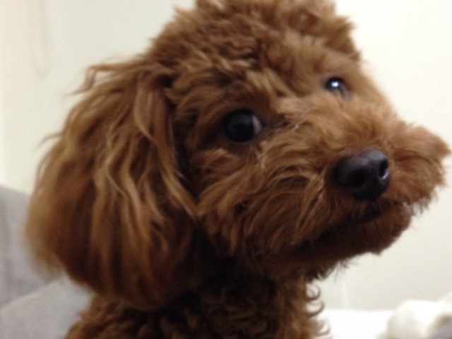 f:id:lalala11:20131124161039j:plain f:id:lalala11:20131124161039j:plain
