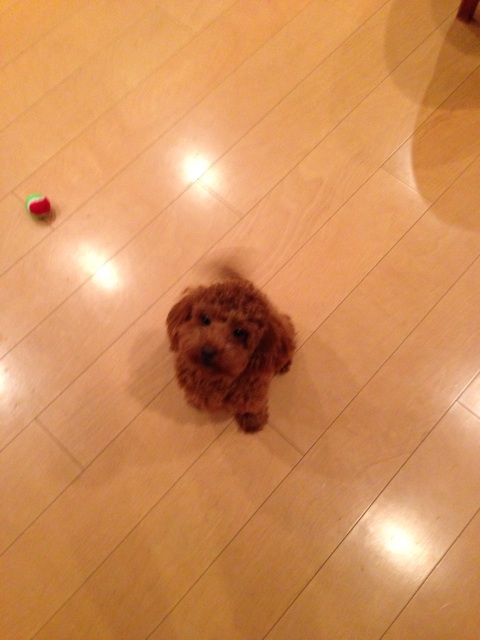 f:id:lalala11:20131210230909j:plain f:id:lalala11:20131210230909j:plain